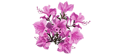 Gardenia Ayvalık - Müstakil Bir Yaşam
